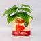 cream tomato can ceramic planter with 'from the garden, 100% home grown" and 'salty & sweet crushed tomatoes' label and plant inside