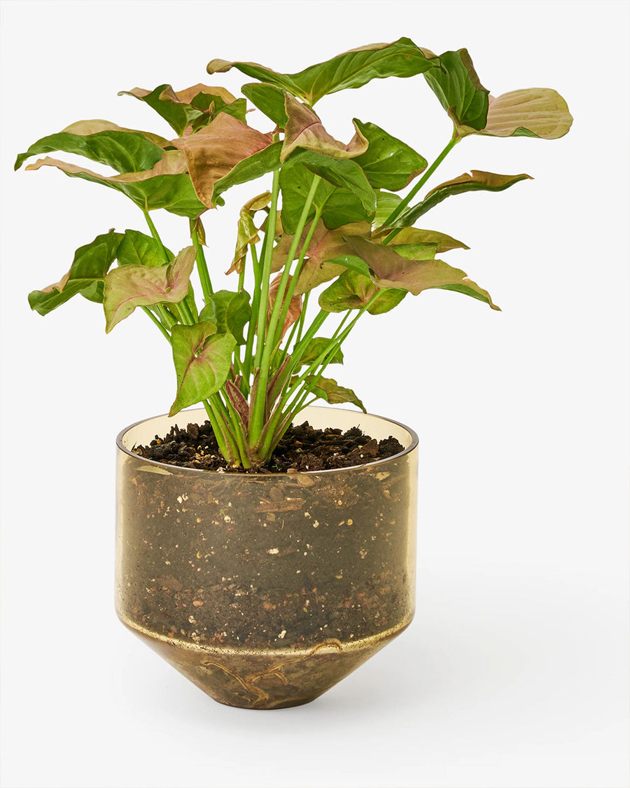 amber cylinder shaped vase with a plant in it