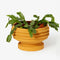 yellow ribbed planter with saucer with plant inside