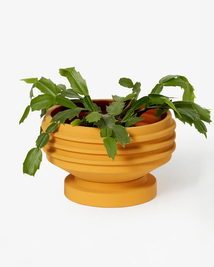 yellow ribbed planter with saucer with plant inside