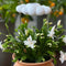 white cloud shaped houseplant waterer in a potted plant