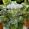 white cloud shaped houseplant waterer in a potted plant