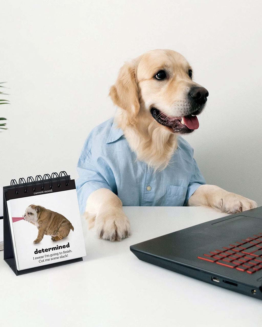 dog themed desk flipchart with a dog next to it