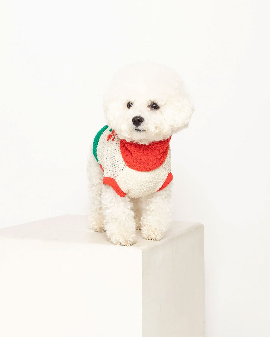 front view of small dog wearing green, cream, and red pet sweater with red flower print