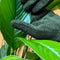 up close of dark green leaf cleaning gloves