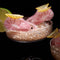 pink cajun shrimp hair claw with lemon detail on top in glass