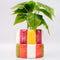 colorblock checker ceramic planter with a plant inside