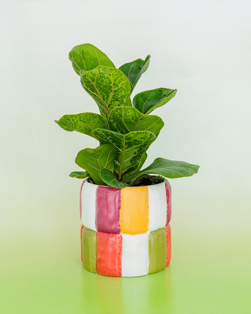 colorblock checker ceramic planter with plant inside