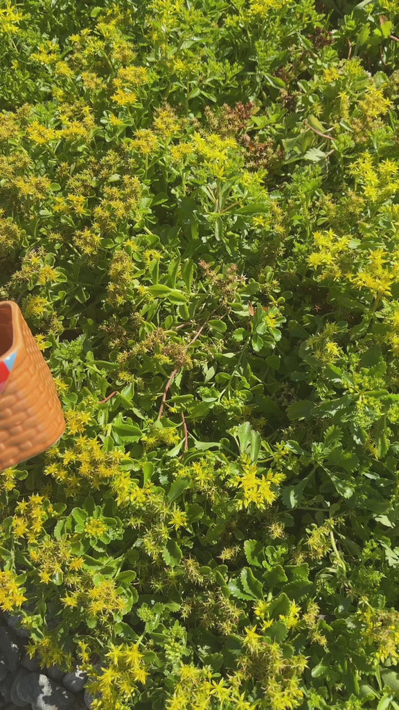 model showcasing the picnic basket planter