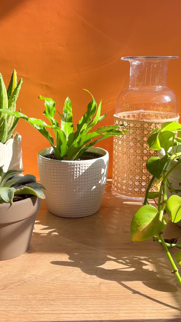 model watering their plant with goldfish plant mister